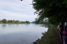 «Rheinuferwanderung von Sisseln nach Laufenburg» 15