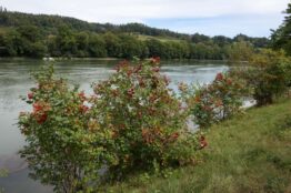 «Rheinuferwanderung von Sisseln nach Laufenburg» 4
