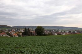 Rentierwanderung Niederweningen - Schartenfels 18
