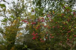 Rückblick Rentierwanderung 8/2023 12