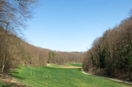 1-2026  Rentierwanderung B&ouml;zberg, Itelenschlucht, Remigen 18
