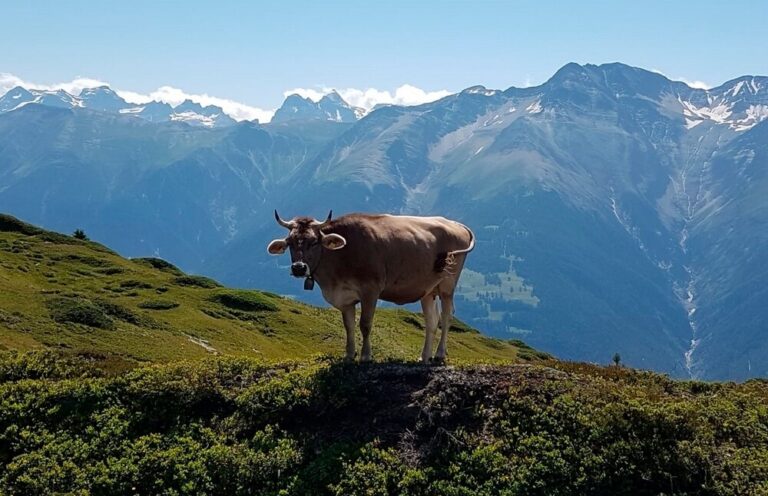 Berghilfeprojekt 2026