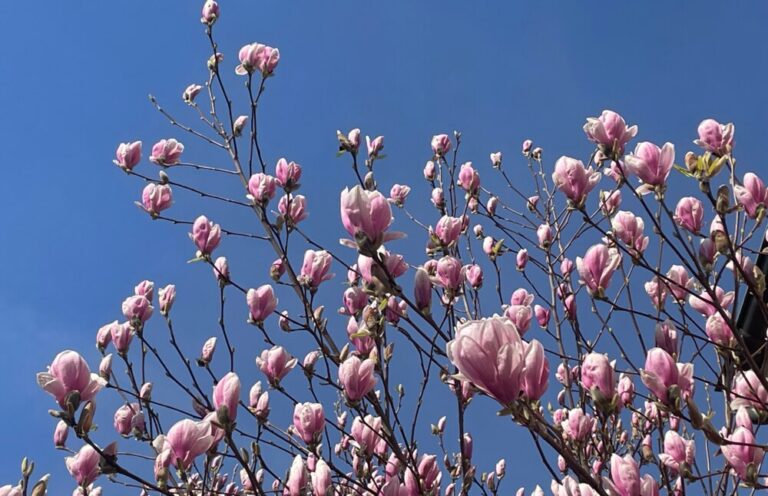 Mai – Marienmonat – Maiandachten und Ausflüge