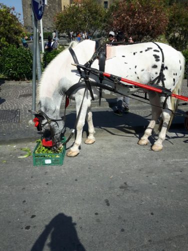 Pfarreireise an die Amalfik&uuml;ste - Fotobericht 5