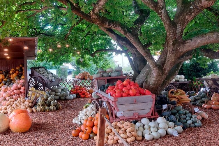 Einladung zum ökumenischen Herbstfest 65+