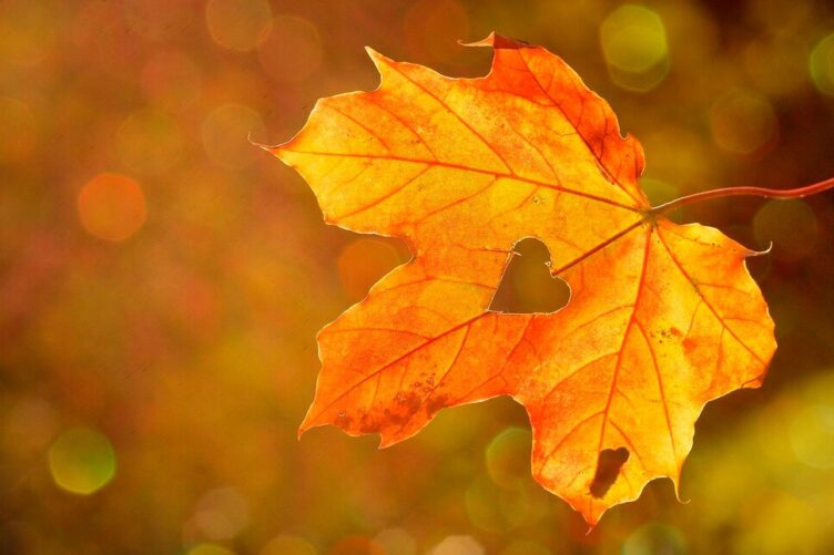 Herbst – Zeit der Besinnung und Erneuerung