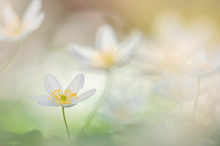 Friedenstanz Workshop